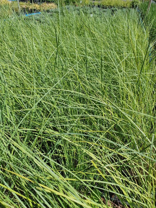 Stipa 'Silver Feather'