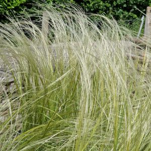 Stipa 'Silver Feather'