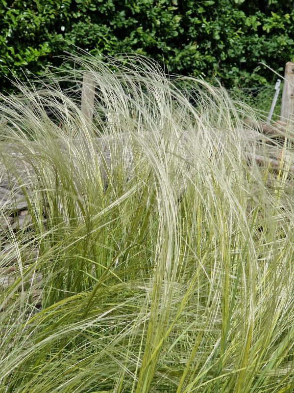 Stipa silver feather Stipa 'Silver Feather'