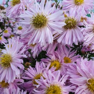 Symphyotrichum (Aster) novi-belgii 'Fellowship'
