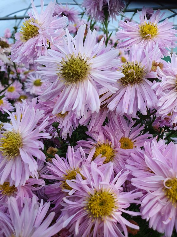 Symphyotrichum (Aster) novi-belgii 'Fellowship'