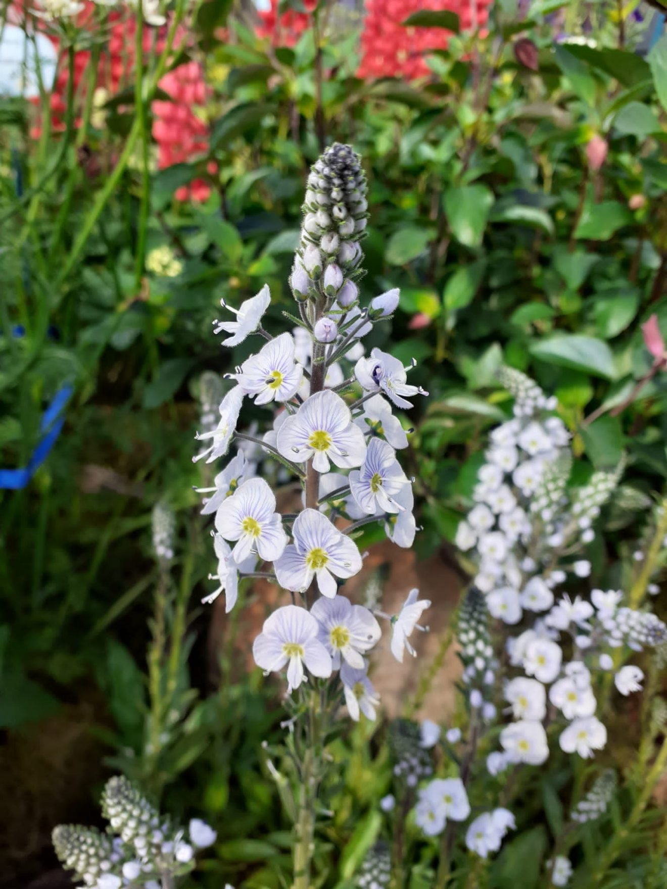 Veronica gentianoides 'Tissington White' | Proctors Nursery