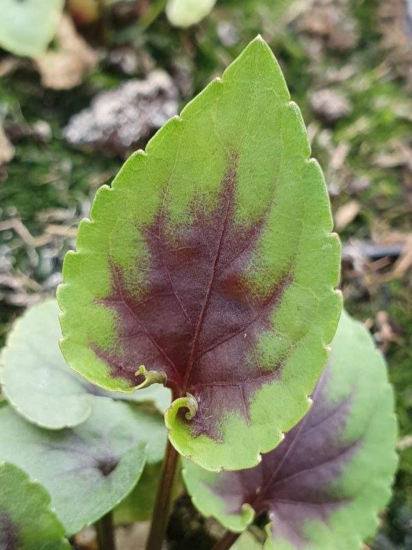 Viola 'Heartthrob' 2