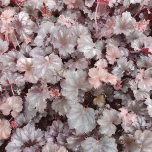 Heuchera 'Frost' (Little Cuties)