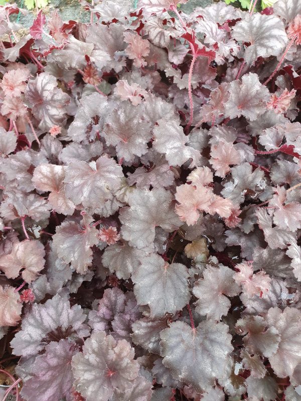 heuchera 'Frost' (Little Cuties) Heuchera 'Frost' (Little Cuties)
