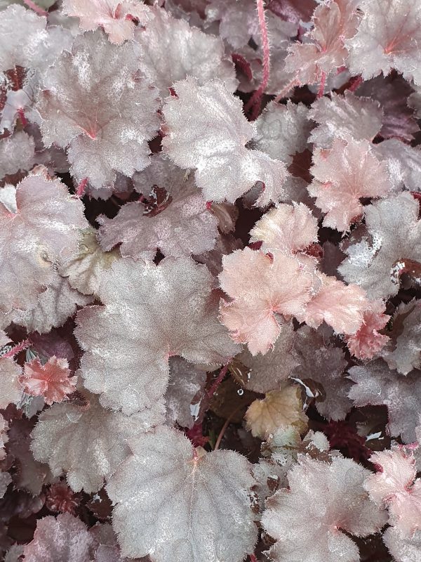 heuchera 'Frost' (Little Cuties) 2