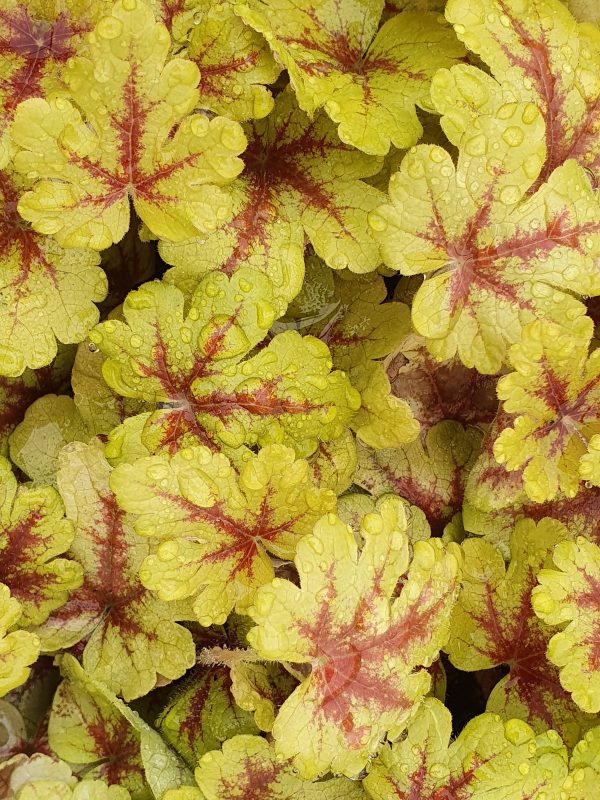 heucherella firecracker 2