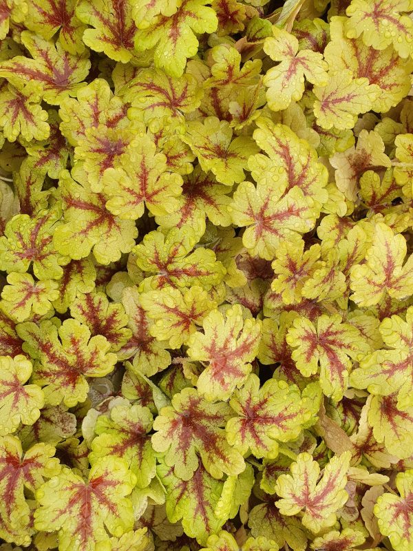 heucherella firecracker Heucherella 'Firecracker'