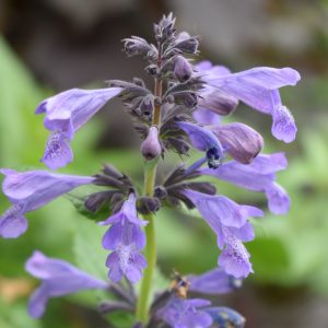 Nepeta subsessilis 'Purple Prelude'