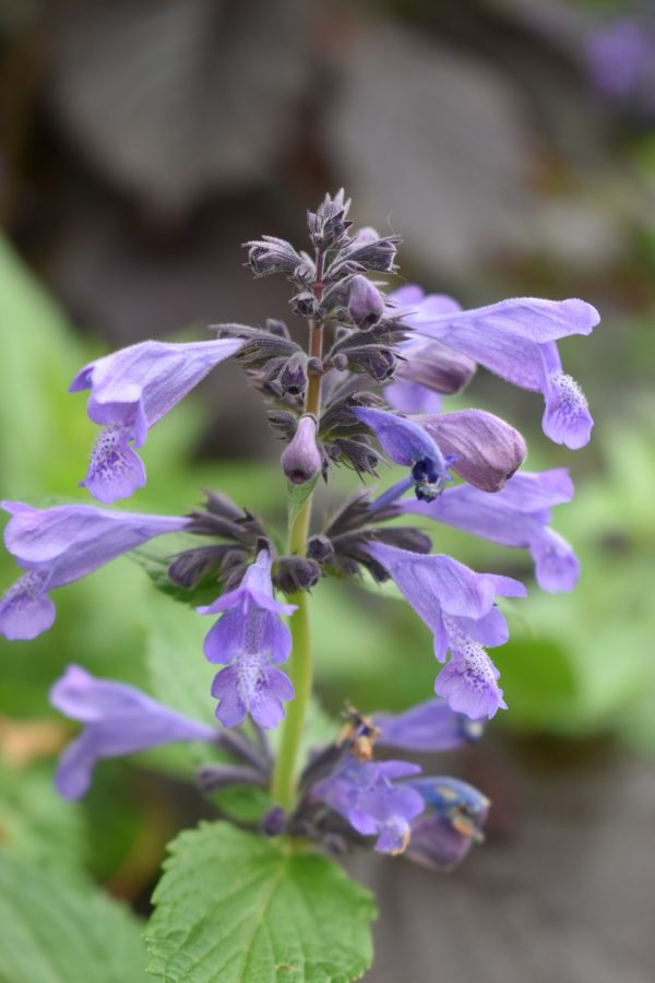 purple prelude Nepeta subsessilis 'Purple Prelude'