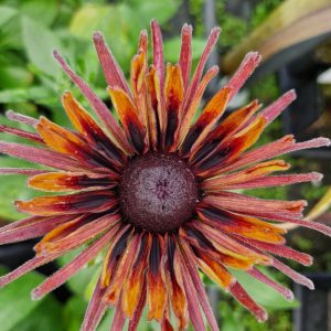 Rudbeckia 'Russet Glow'