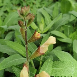 Salvia 'Harvest Sunset'
