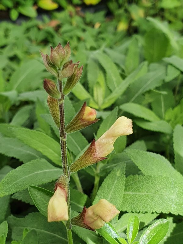 salvia harvest sunset 2 Salvia 'Harvest Sunset'