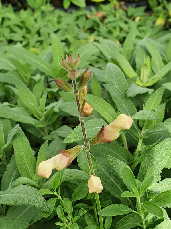 salvia harvest sunset