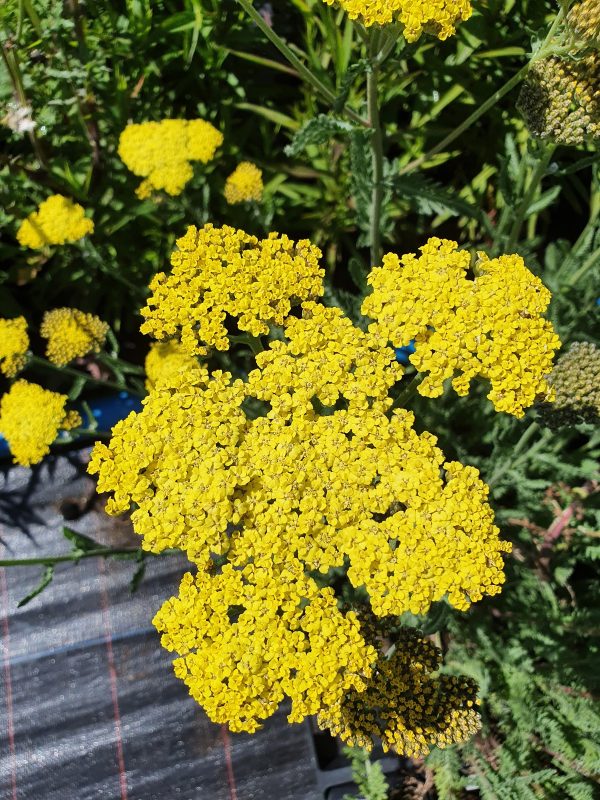 Achillea 'Sassy Summer Lemon' | Proctors Nursery