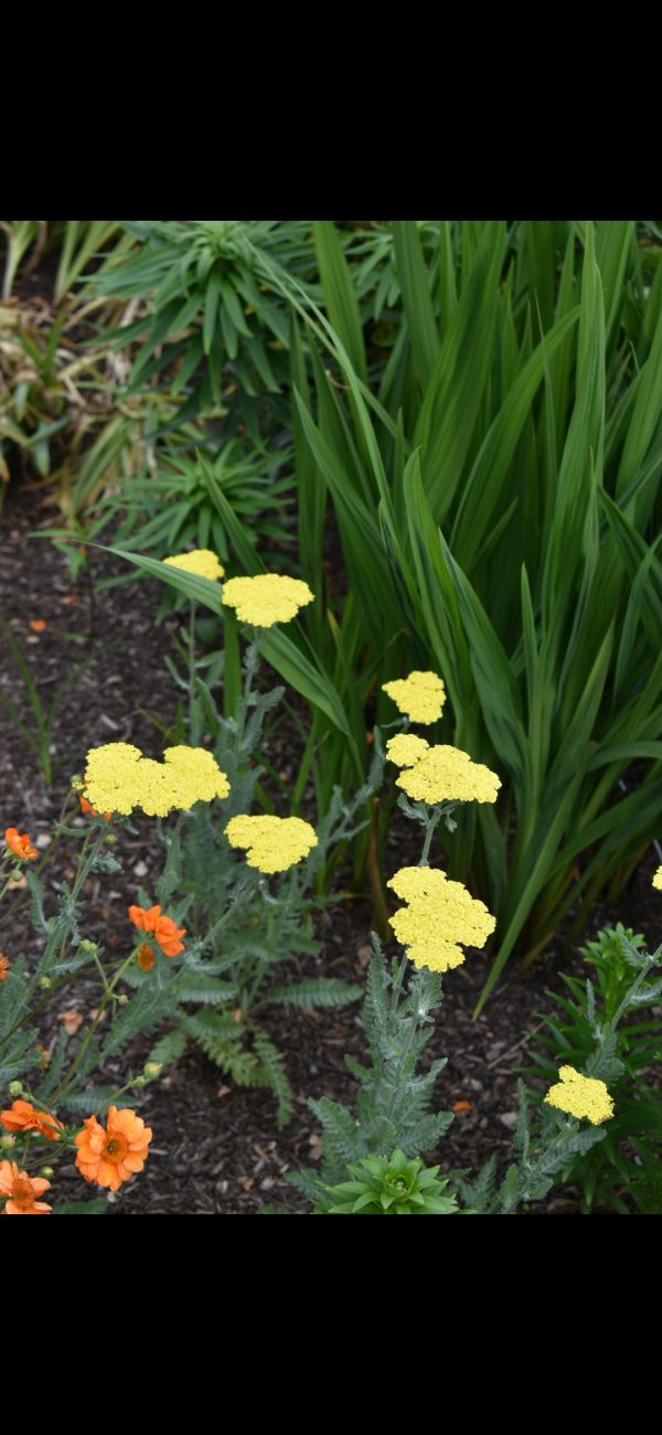 Achillea 'Sassy Summer Lemon' Achillea 'Sassy Summer Lemon'