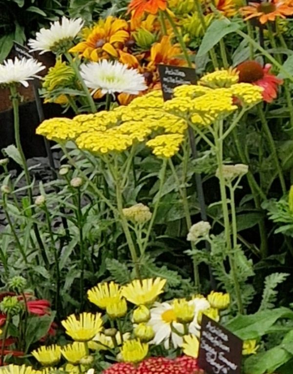 Achillea 'Sassy Summer Lemon'3 Achillea 'Sassy Summer Lemon'