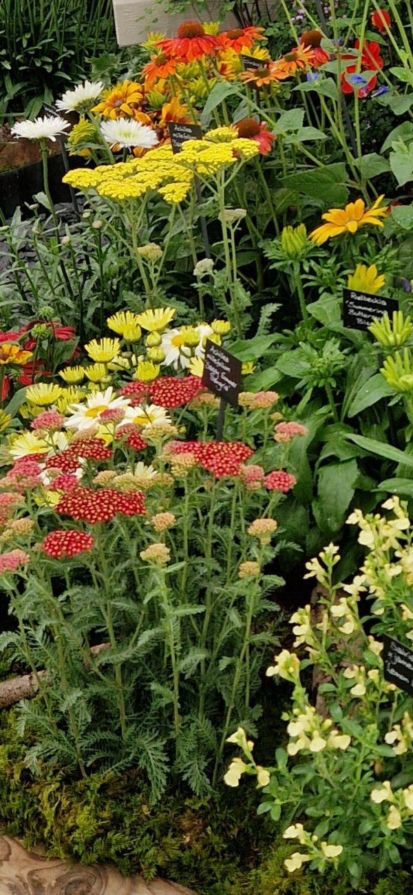 Achillea 'Sassy Summer Sangria' Achillea 'Sassy Summer Sangria'