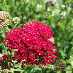 Achillea 'Sassy Summer Sangria'