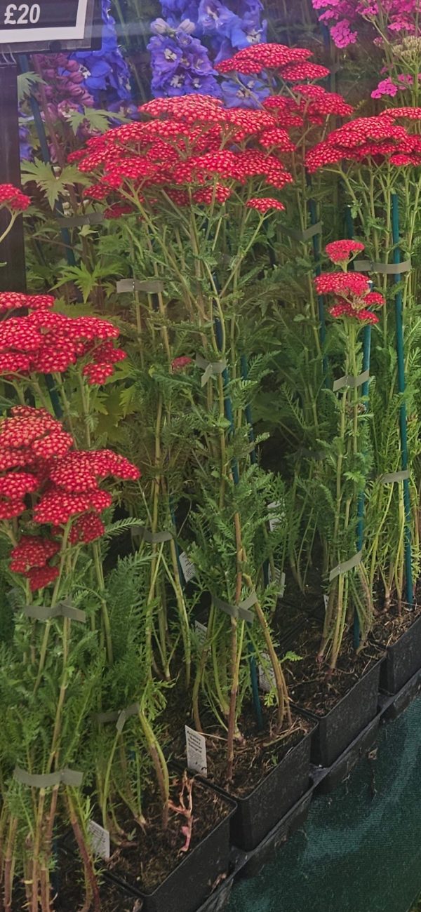 Achillea 'Sassy Summer Sangria' Achillea 'Sassy Summer Sangria'