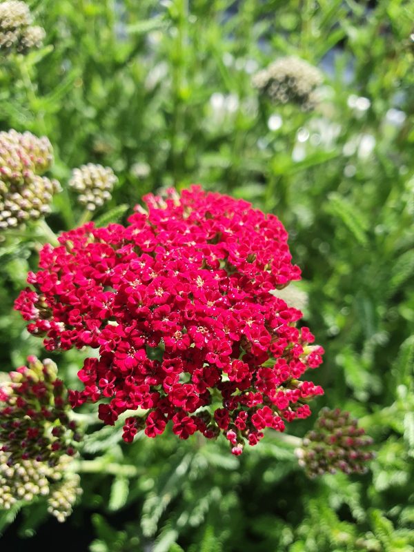 Achillea 'Sassy Summer Sangria Achillea 'Sassy Summer Sangria'