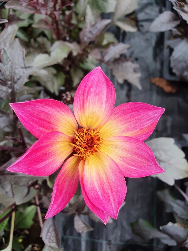Dahlia 'Mystic Sparkler'
