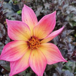 Dahlia 'Mystic Sparkler'