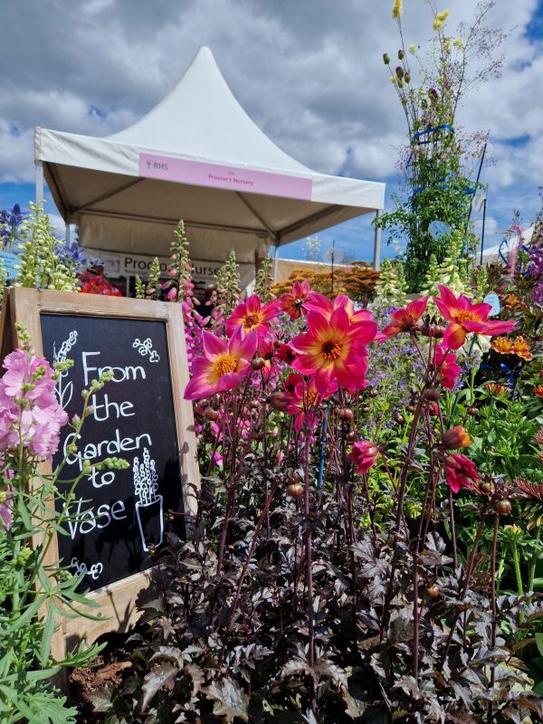Dahlia 'Mystic Sparkler'