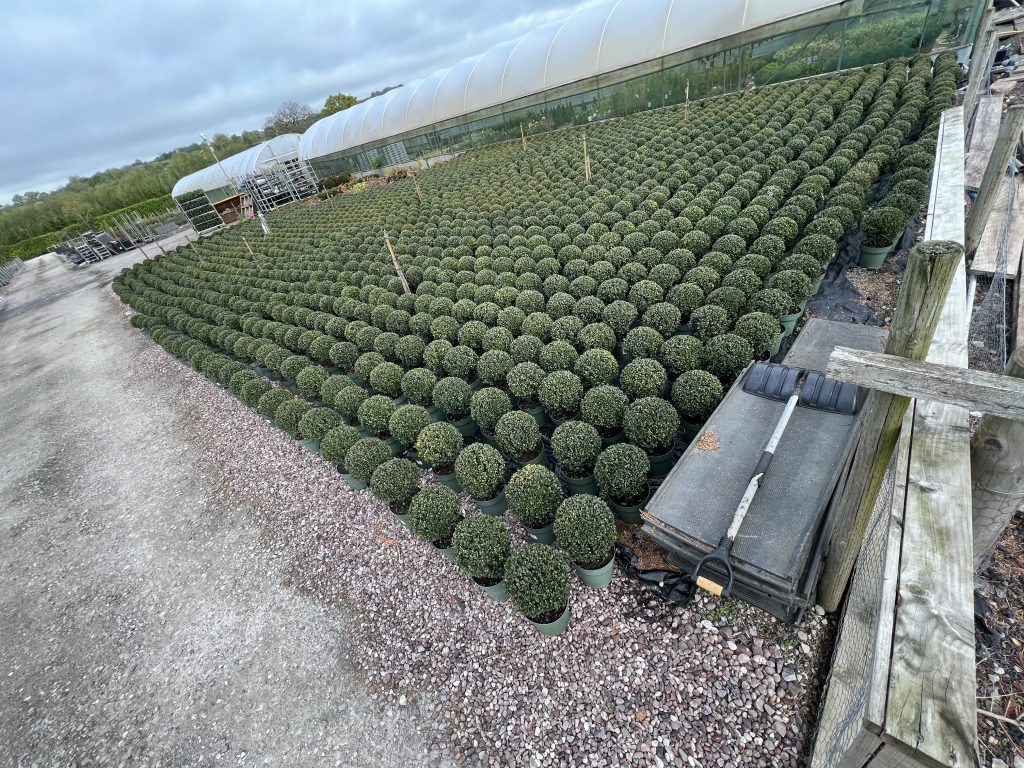 Topiary Ball Ilex crenata Jenny Proctors Nursery