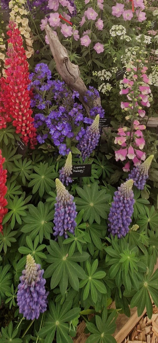 Lupin West Country 'Melody' Lupin West Country 'Melody'