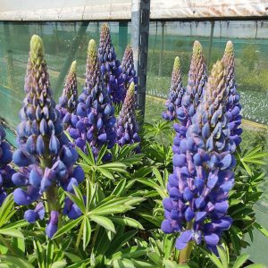 Lupin West Country 'Melody'