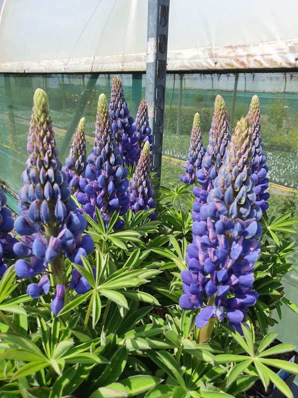 Lupinus Melody Lupin West Country 'Melody'