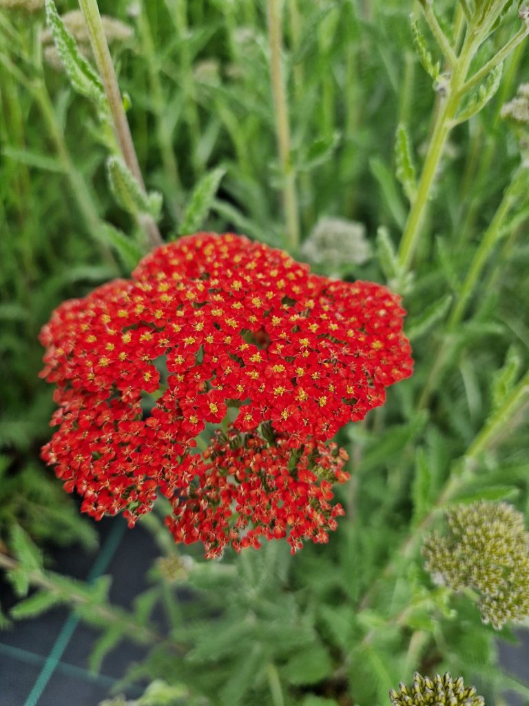 Achillea 'Sassy Summer Sunset' | Proctors Nursery