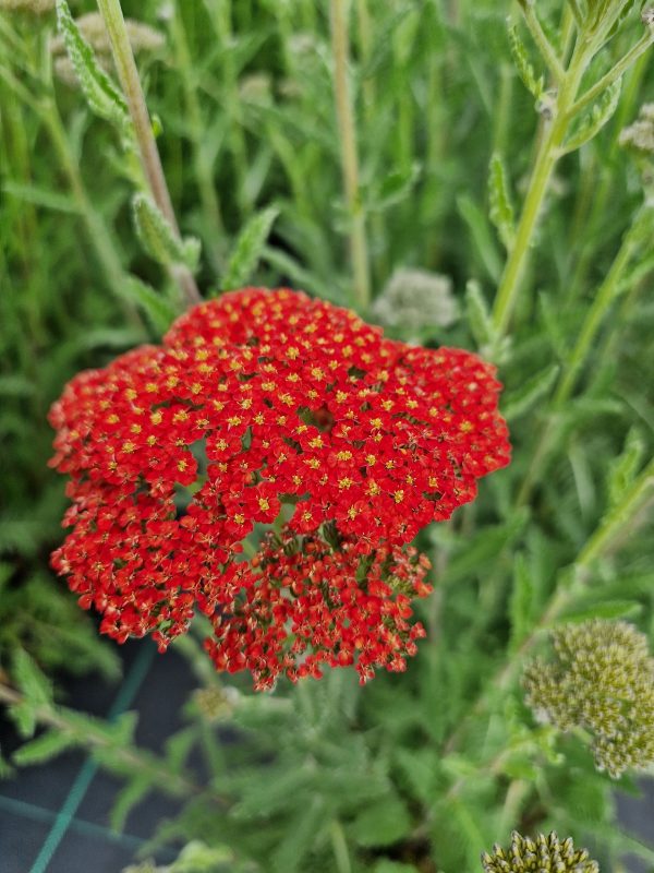 Achillea 'Sassy Summer Sunset' 3 Achillea 'Sassy Summer Sunset'