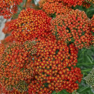 Achillea 'Sassy Summer Sunset'