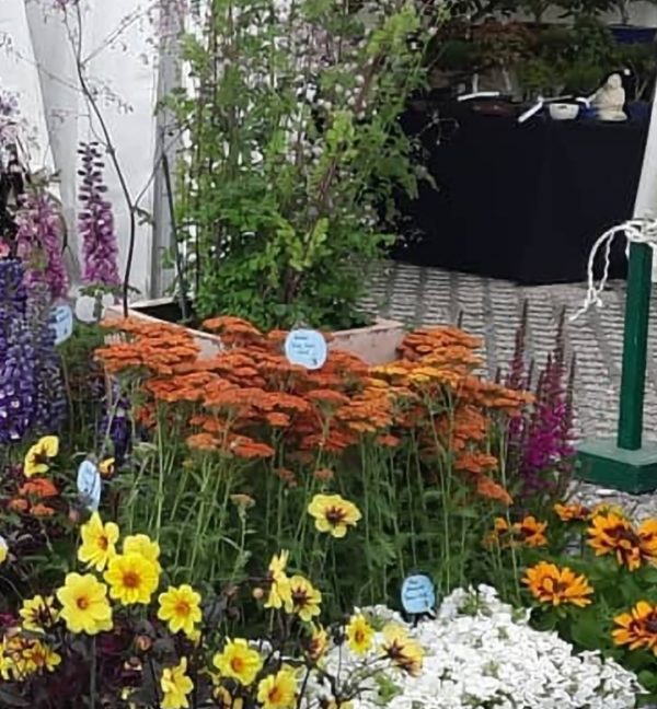 Achillea 'Sassy Summer Sunset' Achillea 'Sassy Summer Sunset'