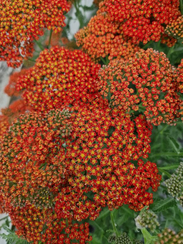 Achillea 'Sassy Summer Sunset' Achillea 'Sassy Summer Sunset'