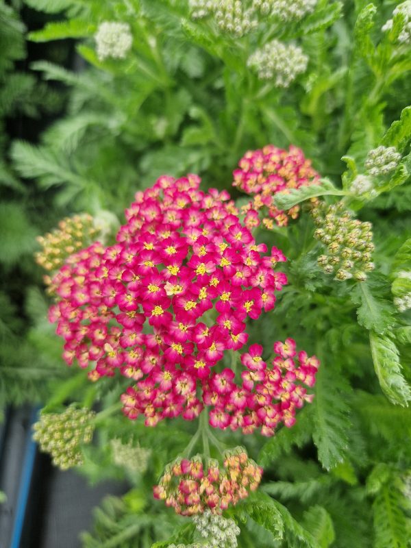 Achillea millefollium 'Milly Rock Rose'