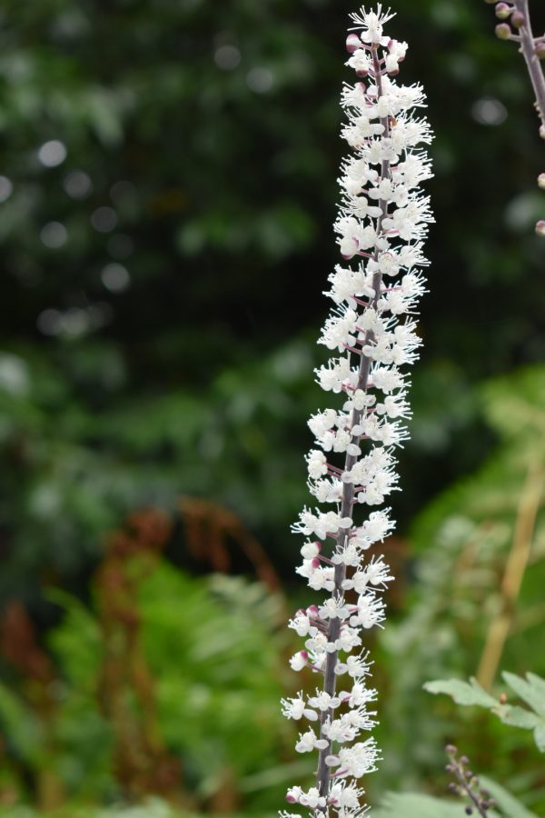 Actaea 'James Compton'