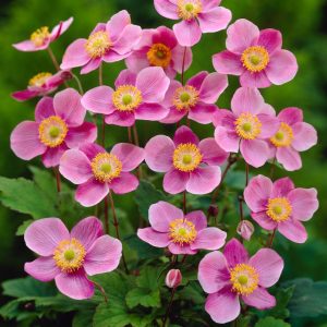 Anemone hupenhensis 'Praecox'