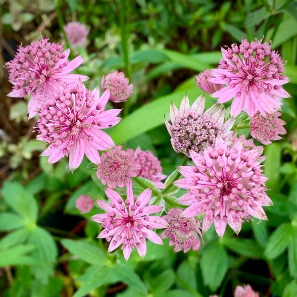 Astrantia 'Lola'