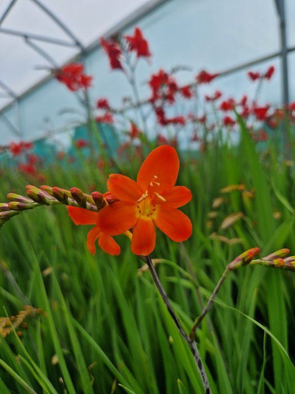 Crocosmia 'Limpopo' Crocosmia 'Limpopo'