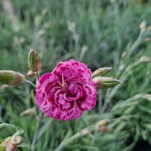 Dianthus 'Moulin Rouge'