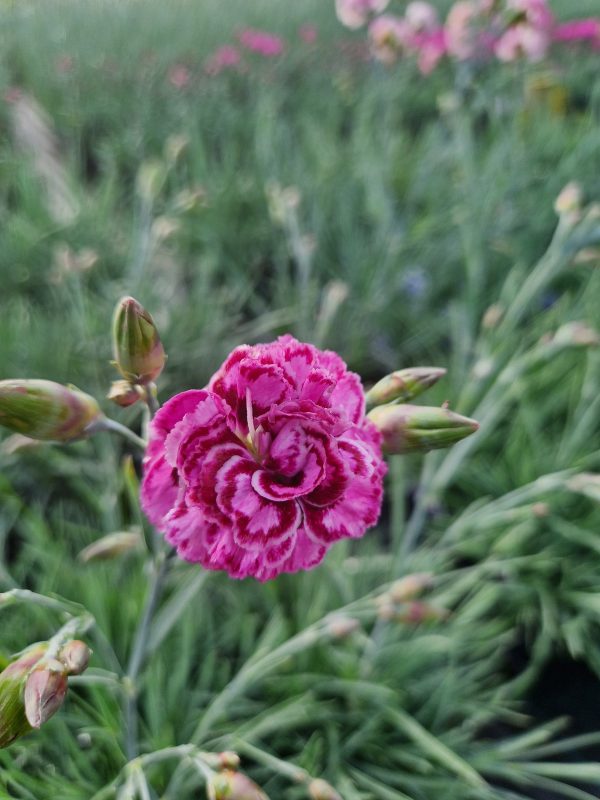 Dianthus 'Moulin Rouge'