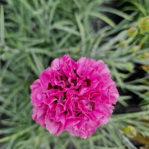 Dianthus 'Pink Ruffles'