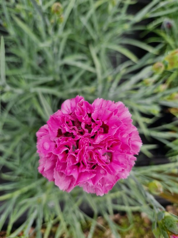 Dianthus 'Pink Ruffles' Dianthus 'Pink Ruffles'