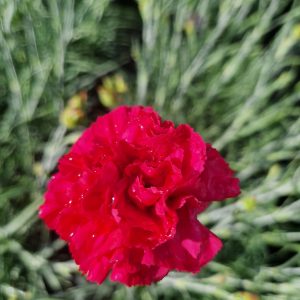 Dianthus 'Red Carpet'