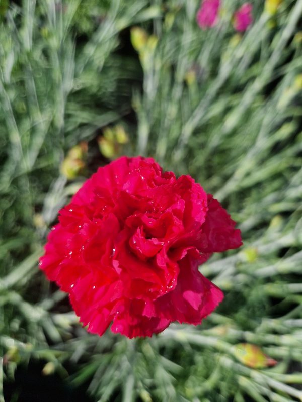 Dianthus 'Red Carpet' Dianthus 'Red Carpet'