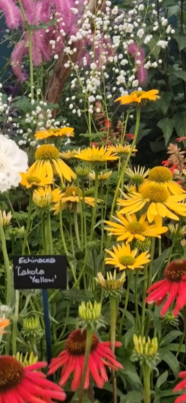 Echinacea 'Lakota Yellow' Echinacea 'Lakota Yellow'