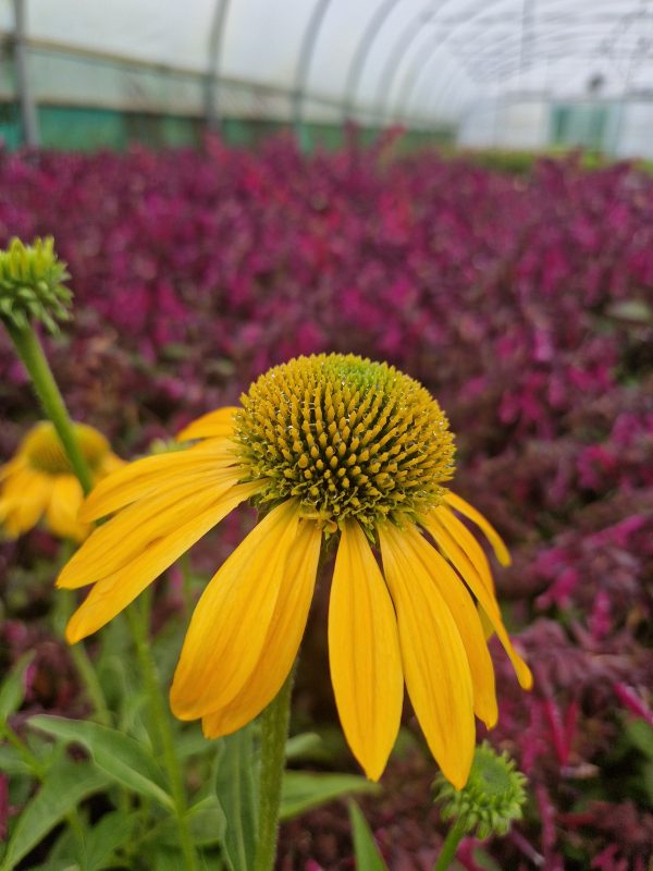 Echinacea 'Lakota Yellow'